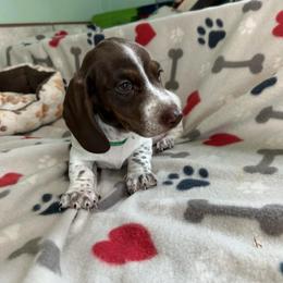 Green - Piebald male Dachshund puppy in Cumby, Texas from Dog Daze Ranch
