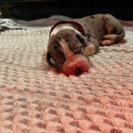 Freckles - Mantle merle male Great Dane puppy in Liberty, New York from Catskills Greatest Danes