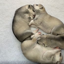 Siberian Husky Puppies from Sassenach Siberians