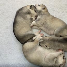 Siberian Husky Puppies from Sassenach Siberians