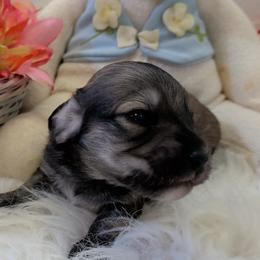Girl 1 - female Dachshund puppy in Mt. Sterling, Illinois from Doxie Do's