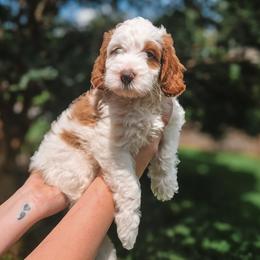 Chipper - Parti male Goldendoodle puppy in Austin, Texas from Cedarcrest Goldendoodles