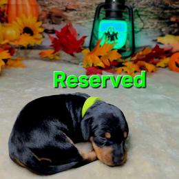 Spooky 1180 - Black and tan female Dachshund puppy in Rio Grande City, Texas from Hounds All Night