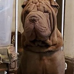 Chinese Shar-Pei All Grown Up from Ruff-Cut Chinese Shar-Pei