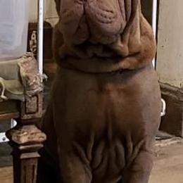Chinese Shar-Pei All Grown Up from Ruff-Cut Chinese Shar-Pei
