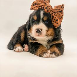 Loretta Lynn - Black rust and white female Bernese Mountain Dog puppy in Hudson, Indiana from TurkeyCreek-K9
