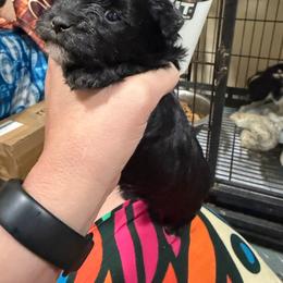 Toby - Black male Morkie puppy in Winston Salem, North Carolina from Bandy Morkies