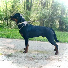 Milo - Rottweiler