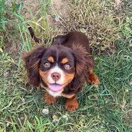 Penelope - Cavalier King Charles Spaniel
