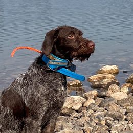 Wirehaired Pointing Griffons from Caitlin Stevens