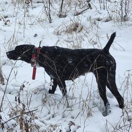 Smokey - German Shorthaired Pointer