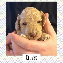 Clover - Apricot male Poodle puppy in Surprise, Arizona from Oh Doodles Doodlery