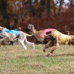 Afghan Hounds from Kominek Afghan Hounds
