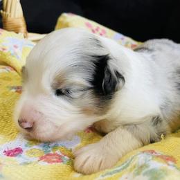Paddy - Blue merle male Australian Shepherd puppy in Celina, Tennessee from CumberlandRidge Australian Shepherds