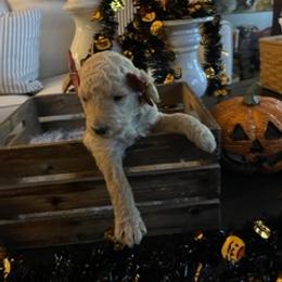 Goldendoodle Puppies from Da Ruba Doodles