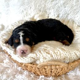 Tilly - Tri-color female Bernedoodle puppy in Bremen, Indiana from Farmland Doodles