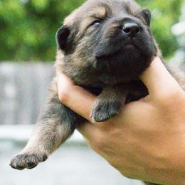 Boy 5 - German Shepherd puppy in Tamiami, Florida from Vom MontHaus