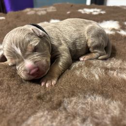 Daemon - Lilac tri-color male American Bully puppy in Henderson, Kentucky from Medusa’s Bullies