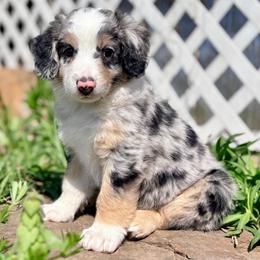 Daisy (ASDR and AKC) - Blue merle female Miniature Australian Shepherd puppy in Stockton, Missouri from Kizmit Farmz