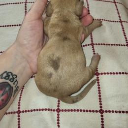 Male 2 - Dapple male Dachshund puppy in Suffolk, Virginia from Mini Love Bugs