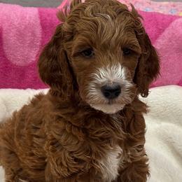 Scarlett - Red  female Goldendoodle puppy in Maricopa, Arizona from AZ Designer Goldendoodles
