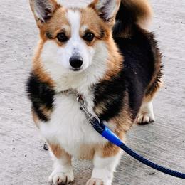 Annie - Pembroke Welsh Corgi