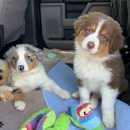 Australian Shepherd Puppies from Aussome Okie Aussies