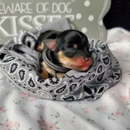 Girl 2 - Black and tan Schnoodle puppy in Leitchfield, Kentucky from Eveleigh Acres Puppies
