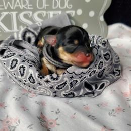 Girl 2 - Black and tan Schnoodle puppy in Leitchfield, Kentucky from Eveleigh Acres Puppies