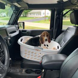 Treeing Walker Coonhound Puppies from Stackem Up Kennel