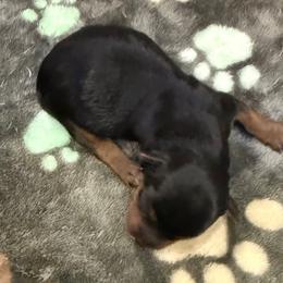 2nd Traditional Black Boy - Black and tan male Yorkshire Terrier puppy in North Las Vegas, Nevada from KD's Yorkshire Terriers