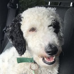 Samantha - Goldendoodle
