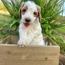 Joe - Parti male Goldendoodle puppy in Taylorsville, North Carolina from Doggone Dixie Doodles