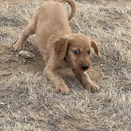 Buddy - Golden male Golden Retriever puppy in Wellington, Colorado from High Country Golden Retrievers