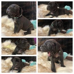 Cane Corso Puppies from Ruby Mountain Royalty