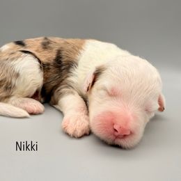 Nikki - Brown and white female Sheepadoodle puppy in Chattanooga, Tennessee from River City Doodles TN