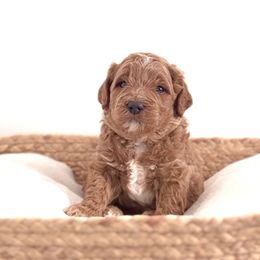Goldendoodle Puppies from Indy Goldendoodles