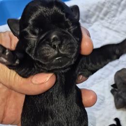 Black Boy 1 - Black male Pug puppy in Gadsden, Alabama from Carla's Pugs
