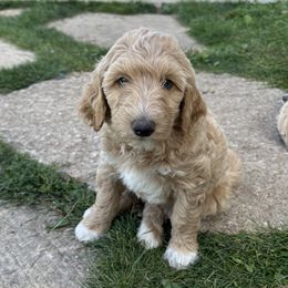 Rosie (Pink) - Red  Goldendoodle puppy in Spearfish, South Dakota from Hillsview Farm