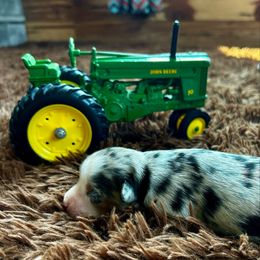 Sapphire - Blue merle female Miniature American Shepherd puppy in Ava, Missouri from Blue Blood Mini Aussies