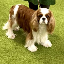 Cavalier King Charles Spaniel puppies from Gold Country Cavaliers