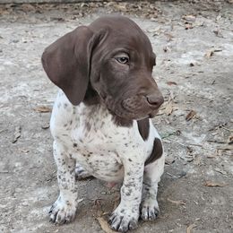 Marshall - White and liver German Shorthaired Pointer puppy in Bartlett, Tennessee from Pickett's Pride