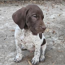 Marshall - White and liver German Shorthaired Pointer puppy in Bartlett, Tennessee from Pickett's Pride