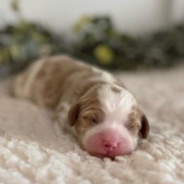 Amber - Blenheim female Cavapoo puppy in Kankakee, Illinois from Apricot Roots Doodles