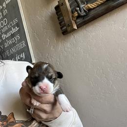 Boy 2 - Black and tan male Pembroke Welsh Corgi puppy in Chino Valley, Arizona from Blecker Kennel