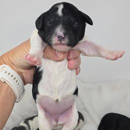 Olivia - Black and white female Bernedoodle puppy in Crawfordsville, Indiana from Winding Creek Ranch