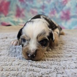 Girl 1 - Blue merle female Miniature Australian Shepherd puppy in Church Hill, Tennessee from Hippie Dog Haven