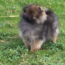 Pomeranian Puppies from Mai-Ryms Pomeranians