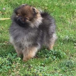 Pomeranian Puppies from Mai-Ryms Pomeranians