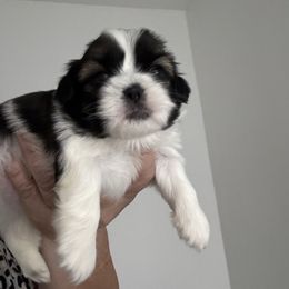 Buddy - Black gold and white male Shih Tzu puppy in Ridgecrest, California from Love4Shihtzu